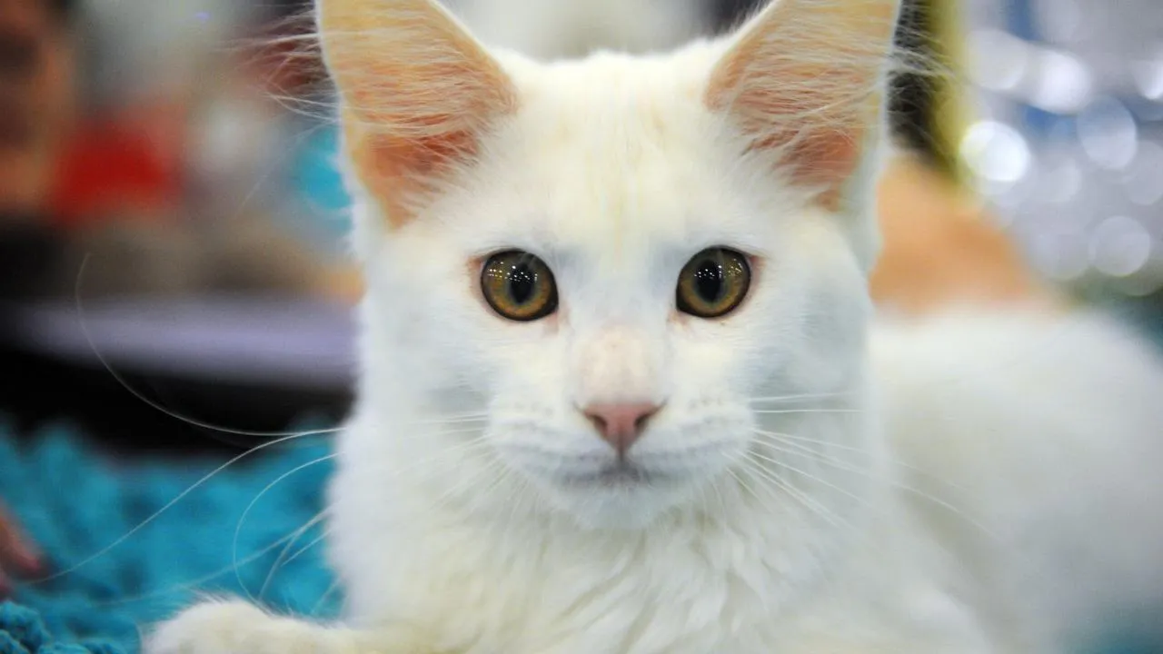 медиасток.рф