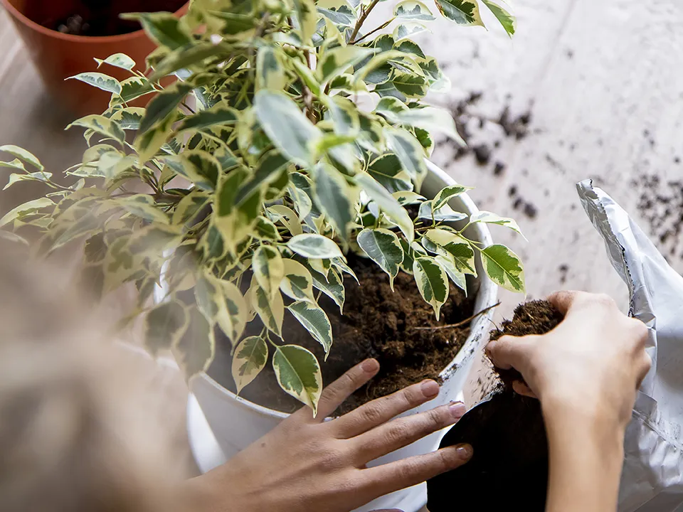 Фото: istockphoto.com/I am the author of images and videos