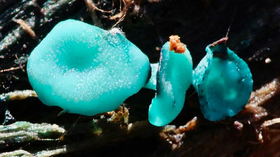 Фото: сommons.wikimedia/Anatoly Mikhaltsov