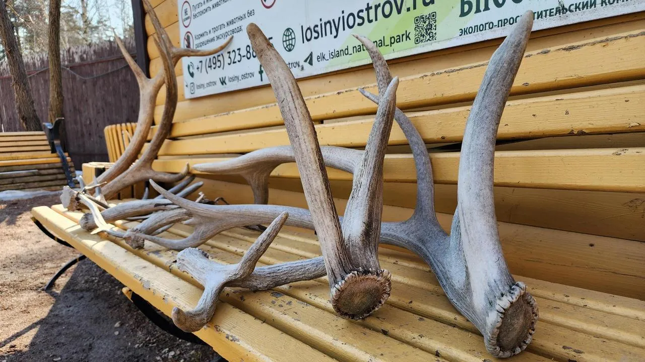 МедиаБанк Подмосковья/Валерия Исаева