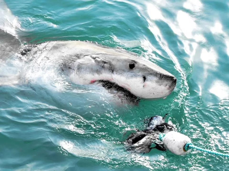 «Челюсти приспособлены, чтобы перепиливать кости»: выяснилось, можно ли победить в схватке с акулой