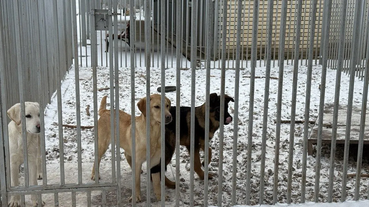 Пресс-служба администрации Одинцовского городского округа