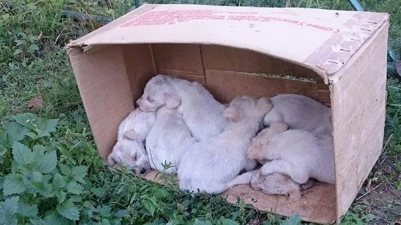 Целую коробку с белыми щенками выбросили в Озерах