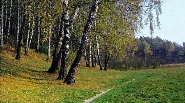 В Омской области ищут малыша, который потерялся в лесу