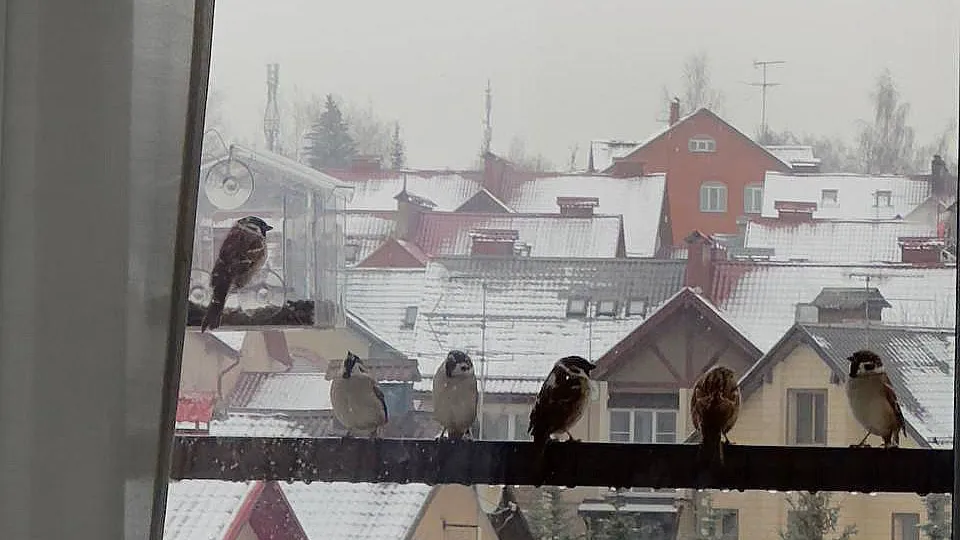 Фото: t.me/dmitrov_gorod