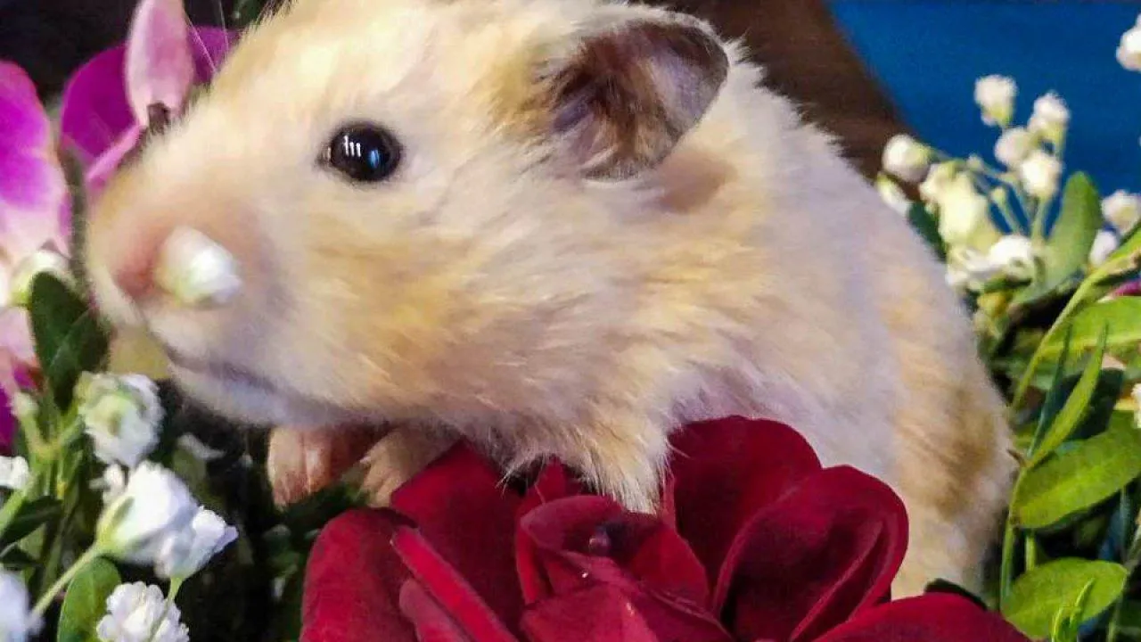 REGIONS/Роман Малышенко