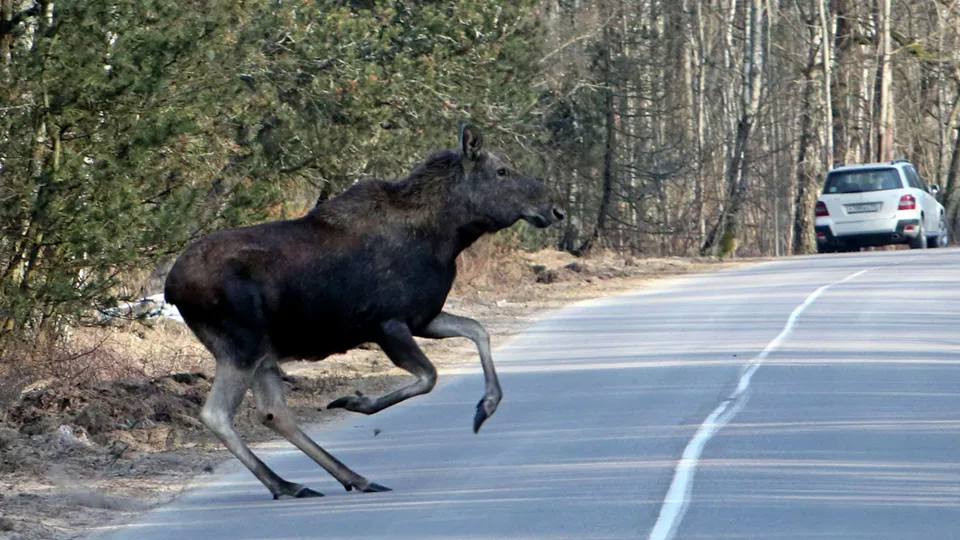 Фото: РИА Новости/Игорь Зарембо