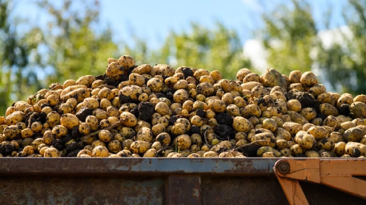 Бесплатную картошку раздали всем желающим в одной из деревень Подмосковья