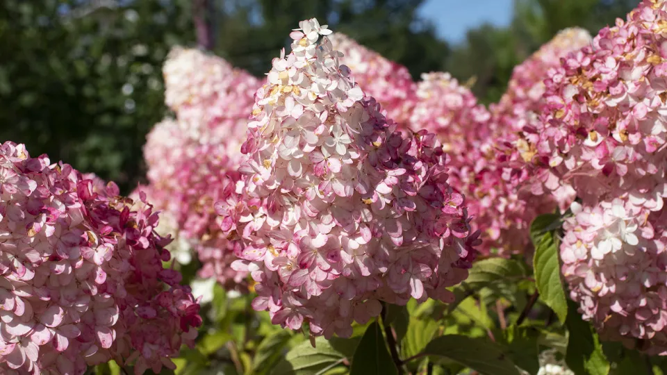 Фото: istockphoto.com/Natalia Zhukova