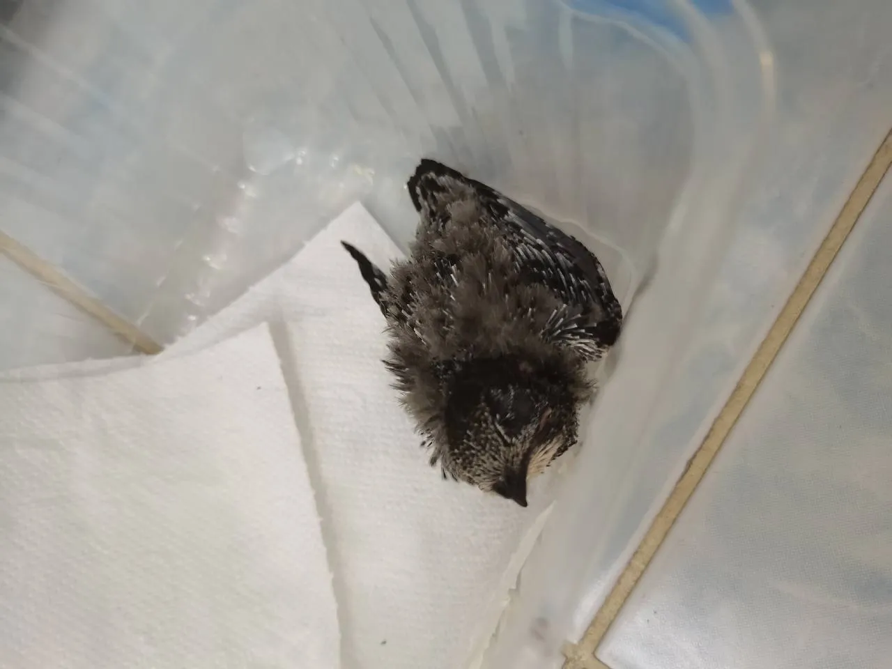 Фото: vk.com/Типичная Шатура&nbsp;