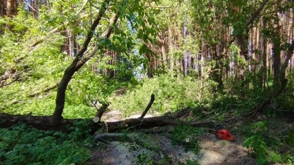 Фото: Комитет лесного хозяйства МО