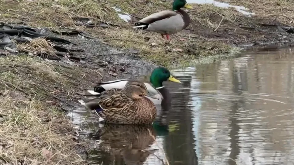 Фото: МедиаБанк Подмосковья/Ксения Казакова