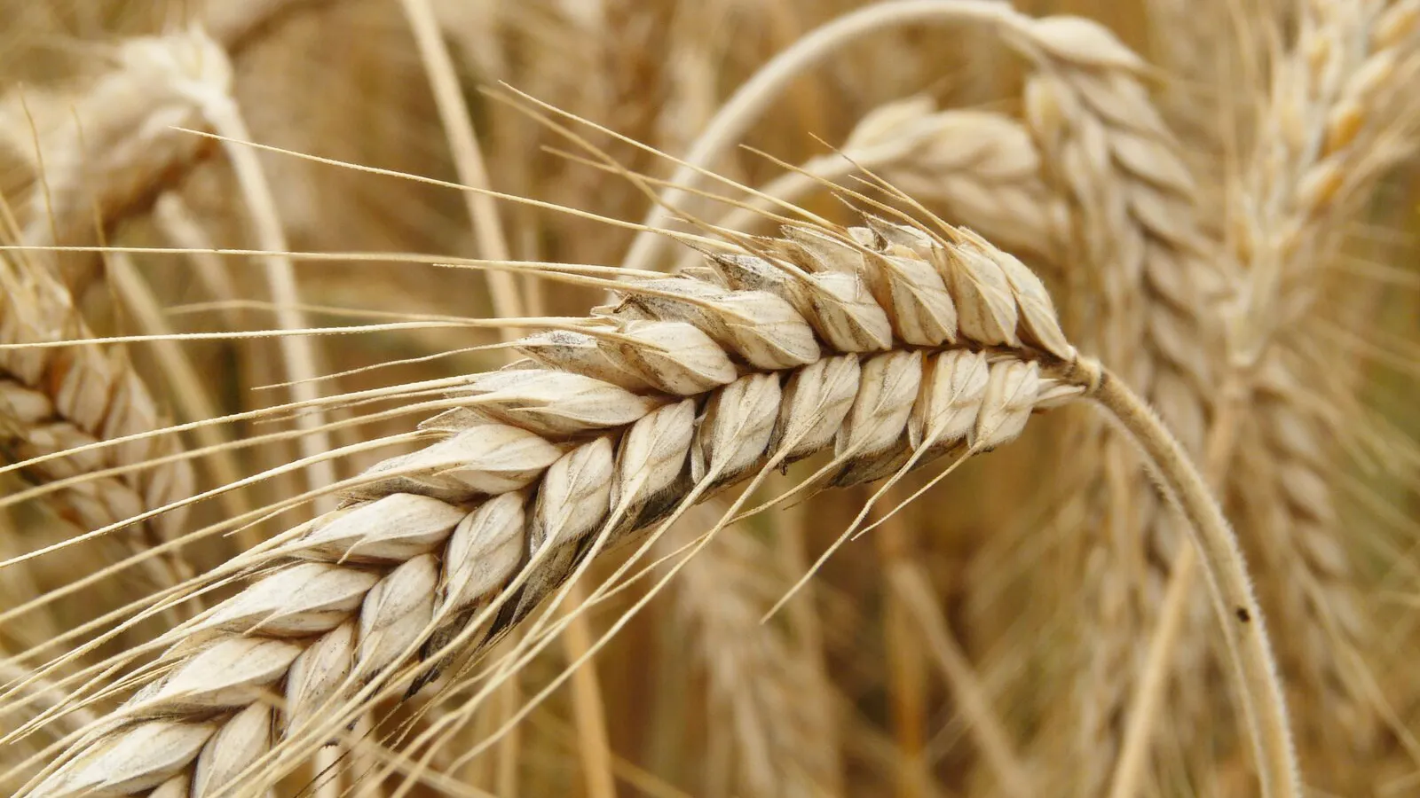 Фото: pxhere.com