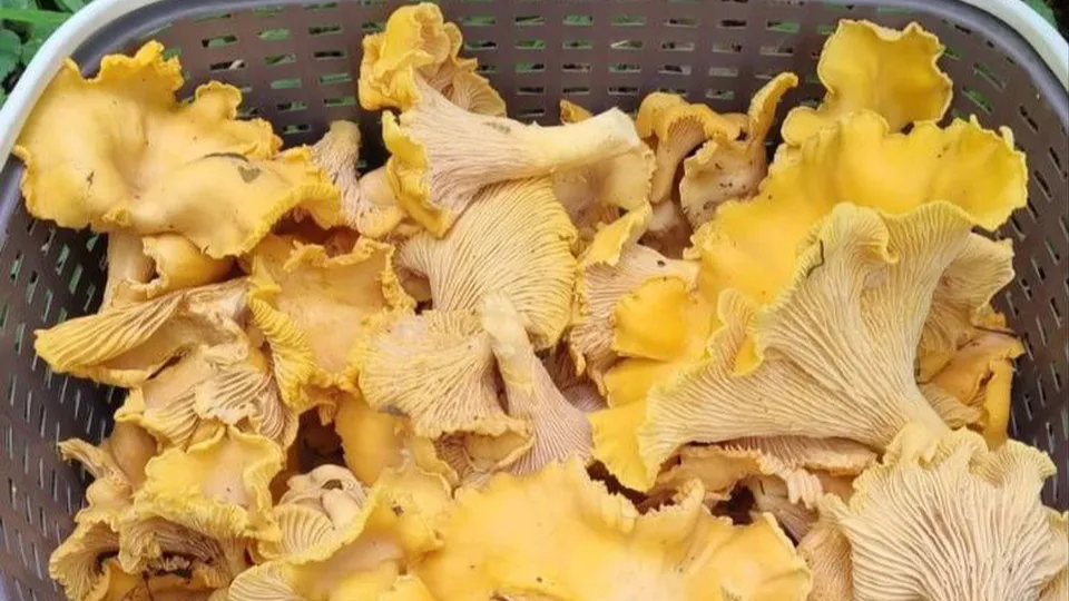 Фото: REGIONS/Наталия Надточая