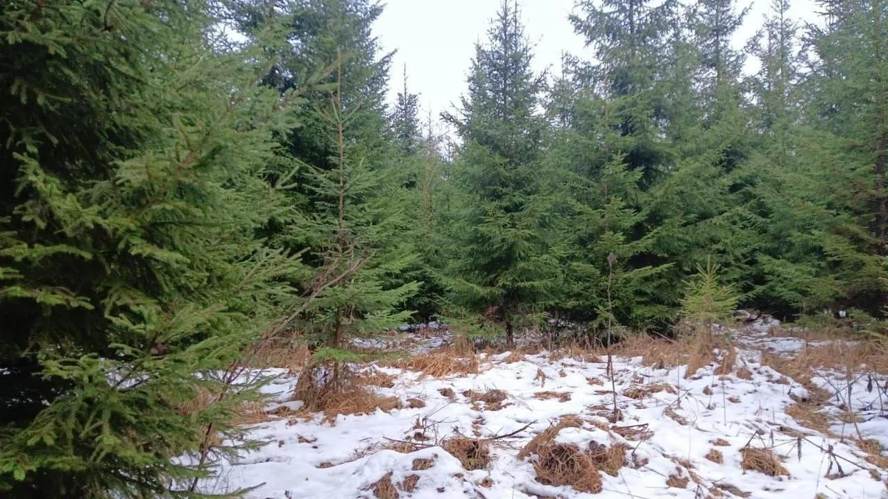 Комитет лесного хозяйства Московской области