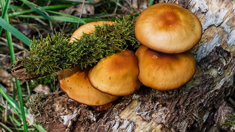 Фото: сommons.wikimedia/Agnes Monkelbaan