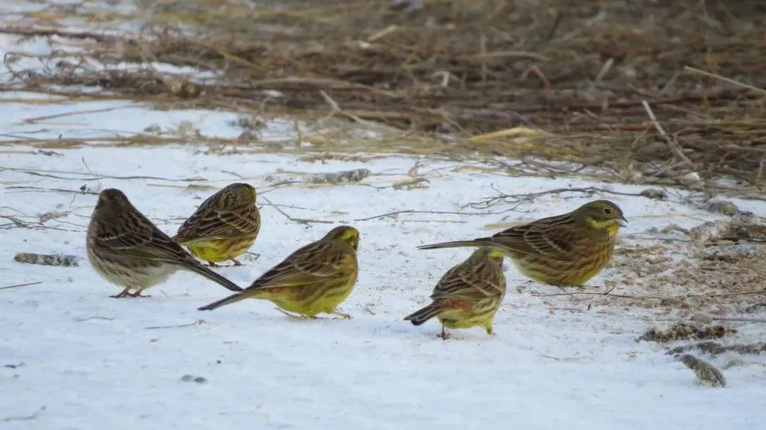 Пернатые гангстеры: дерзкие овсянки закошмарили фермеров и гусей в Подмосковье