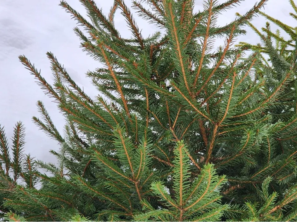Фото: МедиаБанк Подмосковья/Максим Сафронов
