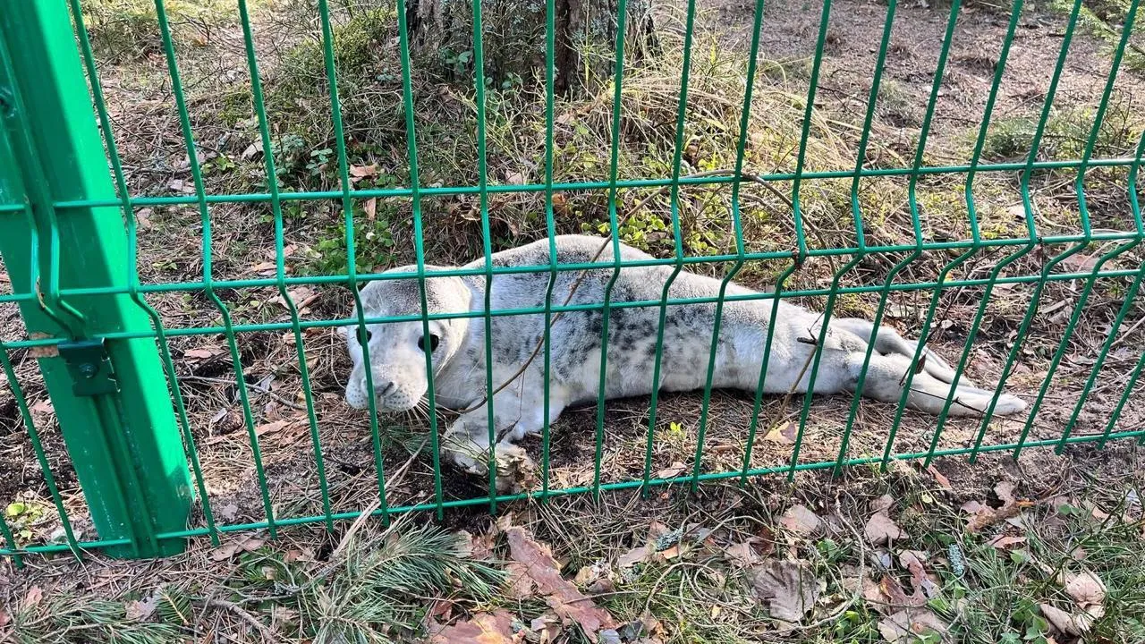 Фонд друзей балтийской нерпы