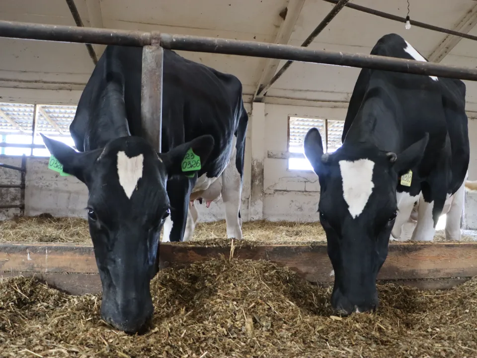 Фото: МедиаБанк Подмосковья/Ирина Матвеева