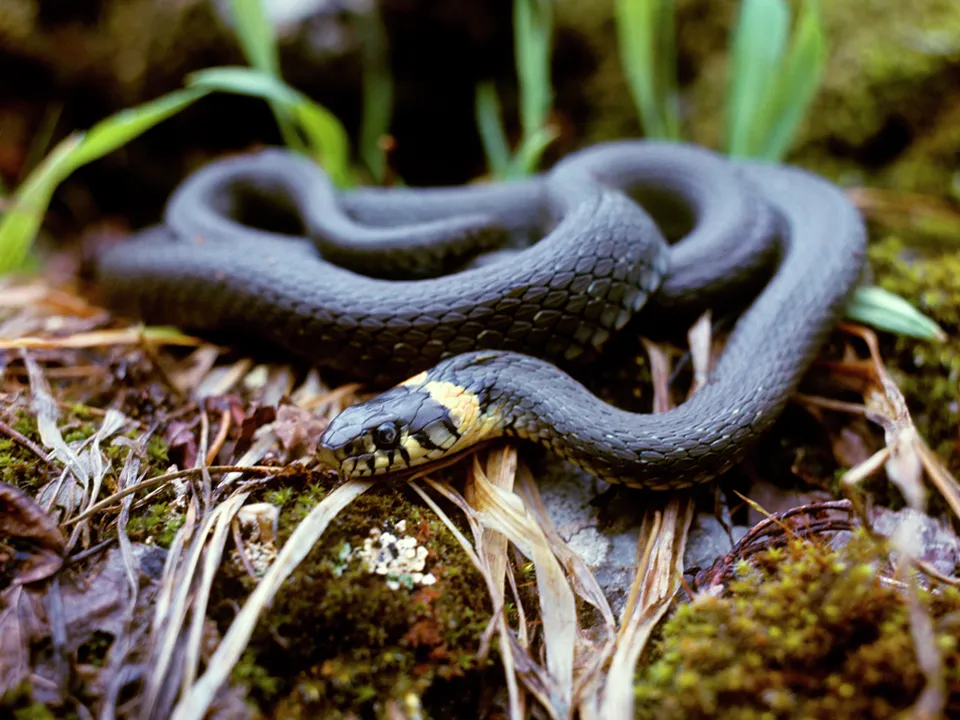 Фото: РИА Новости/Дмитрий Дебабов