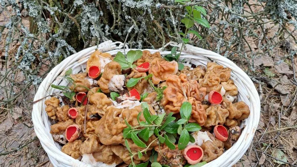 Фото: МедиаБанк Подмосковья/Анна Колесникова