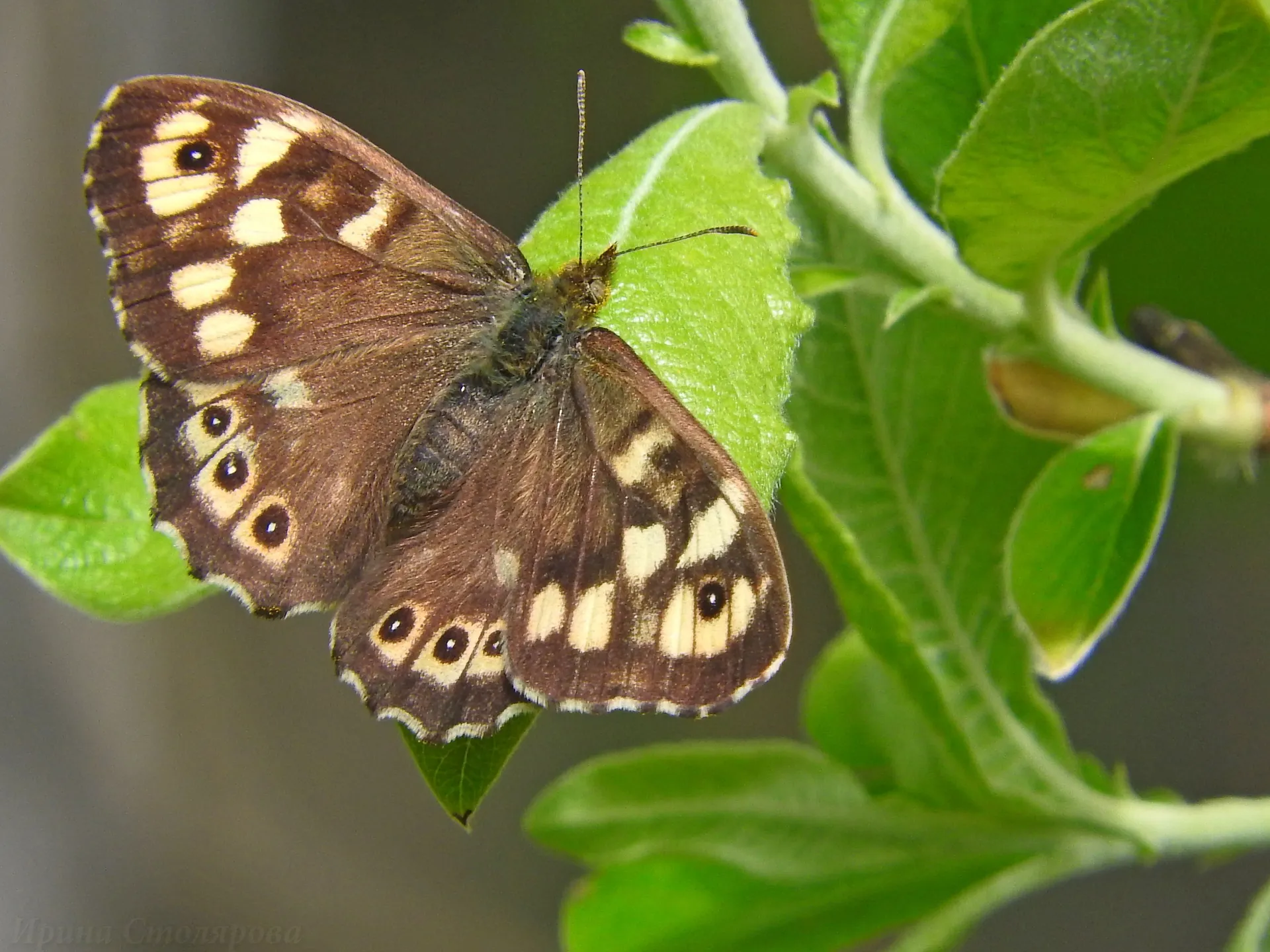 Фото: личный архив Ирины Столяровой