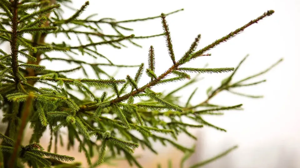 Фото: REGIONS/Владимир Ерастов