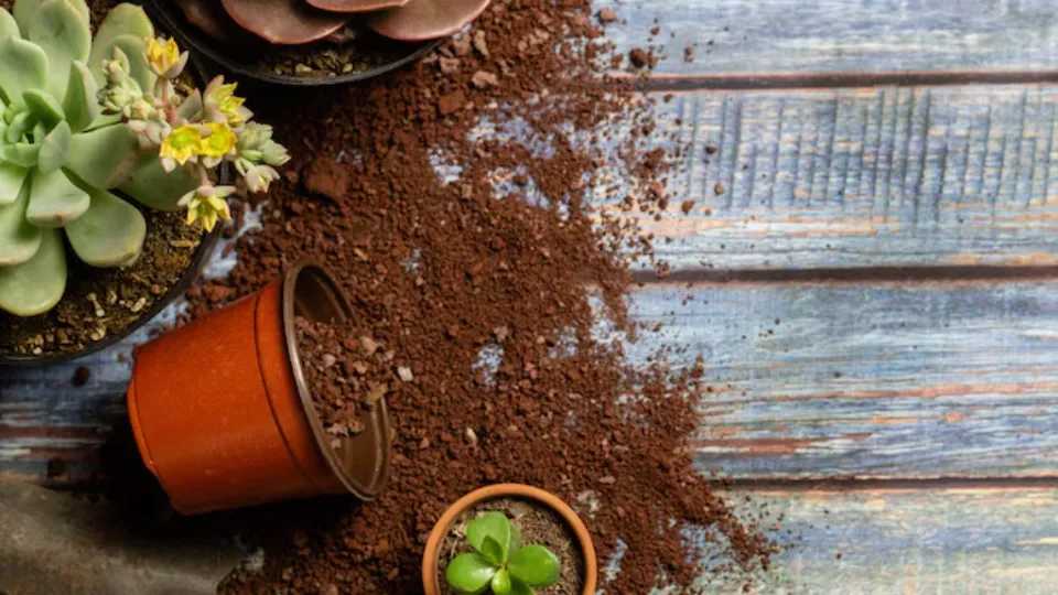 Фото: freepik.com