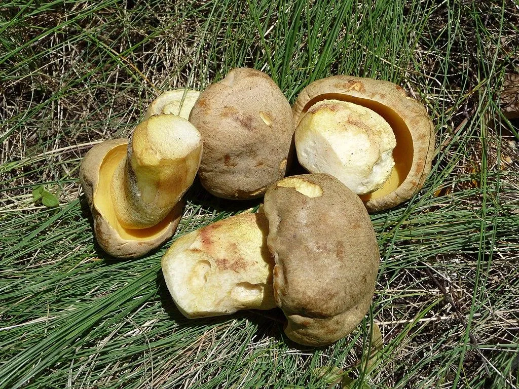 Полубелый гриб (Boletus impolitus)