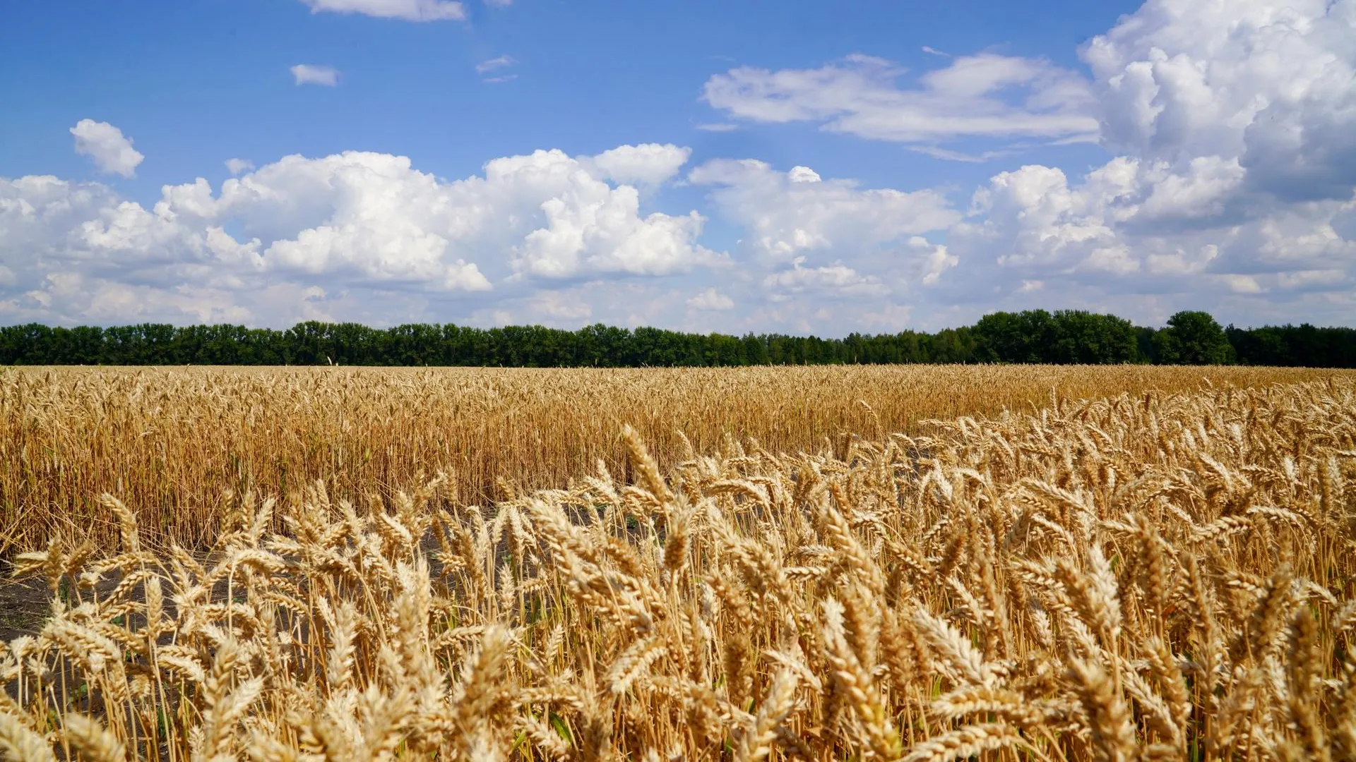 пресс-служба компании «Щелково Агрохим»