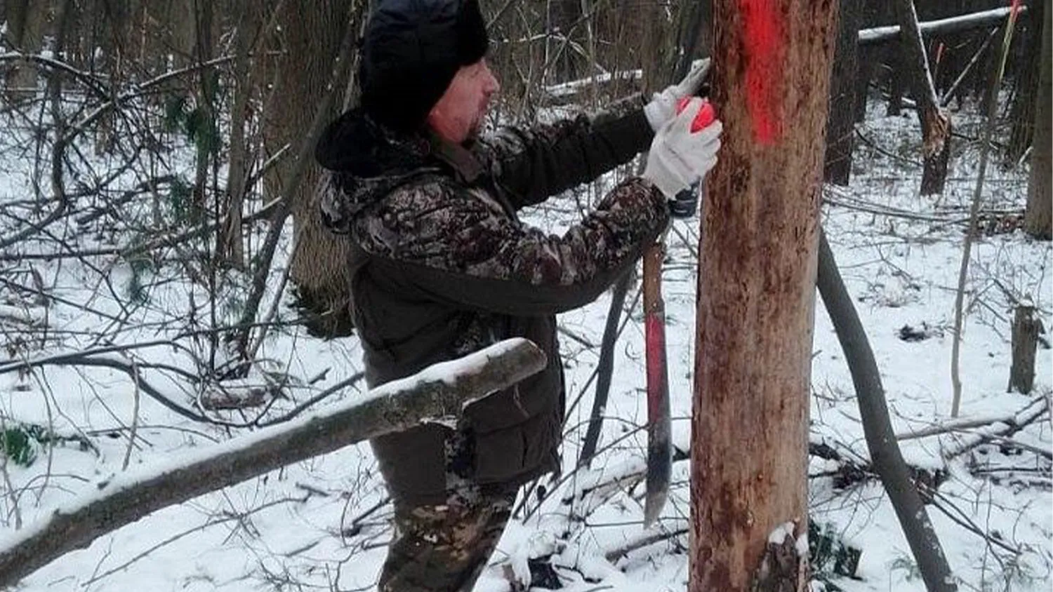 Фото: Комитет лесного хозяйства Московской области