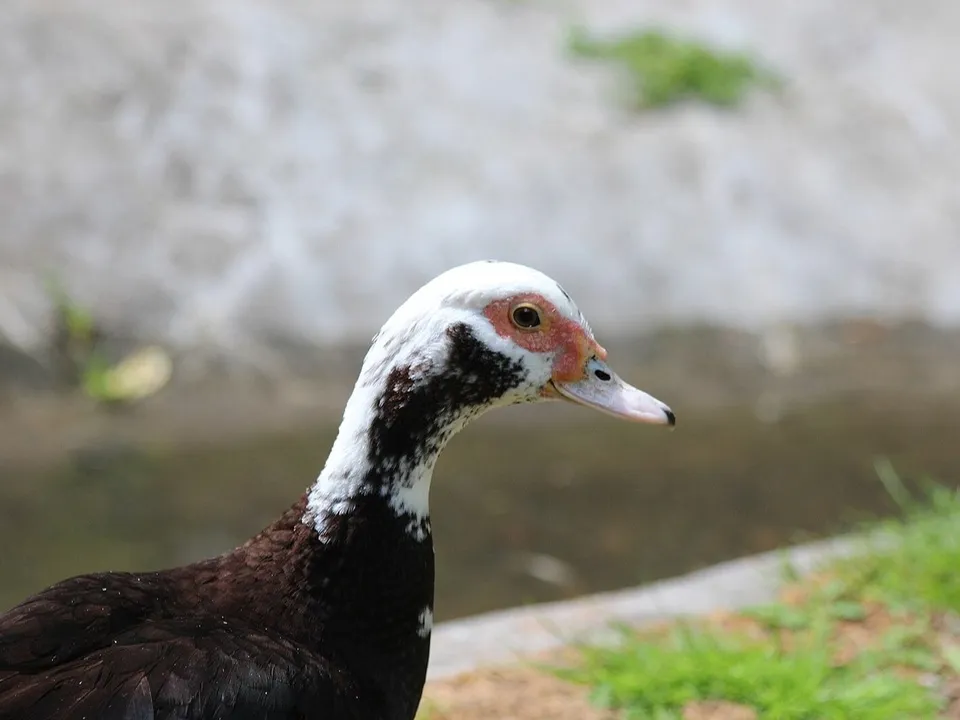 Фото: commons.wikimedia.org/Светлана Гурьева