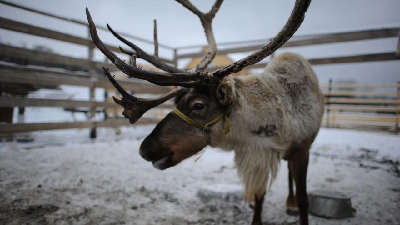 медиасток.рф
