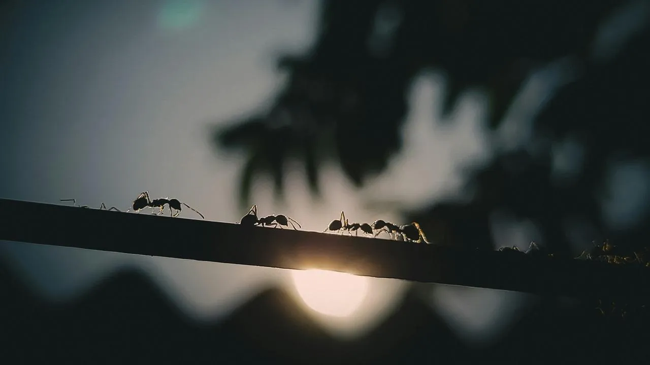 Unsplash