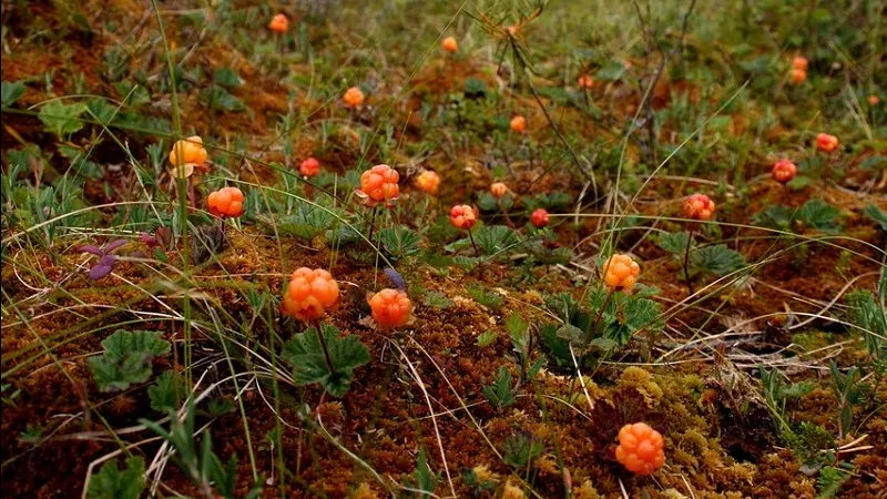 Фото: пресс-служба минэкологии Подмосковья