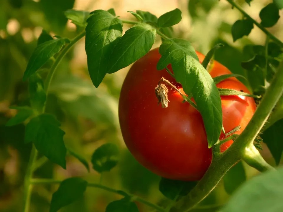 Фото: unsplash.com