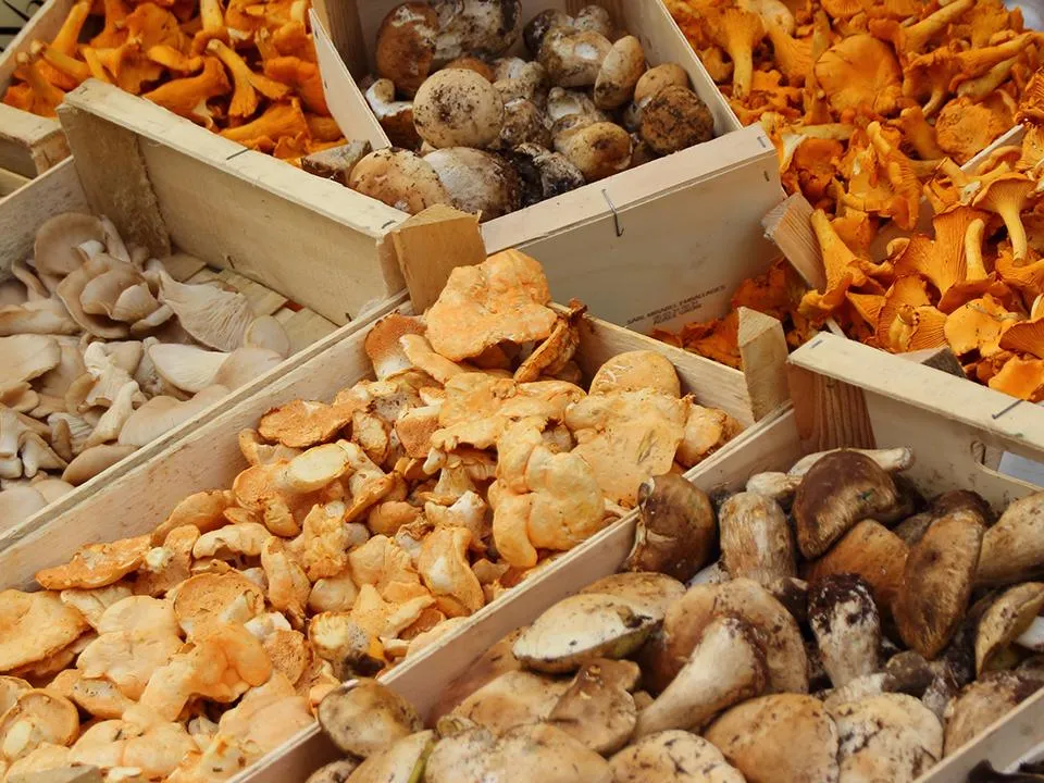 Выводят паразитов, разжижают кровь, избавляют от зависимостей: раскрыты невероятные свойства некоторых грибов