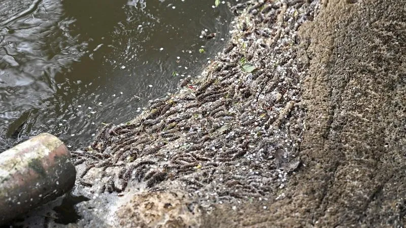 Фото: Министерство экологии и природопользования Московской области