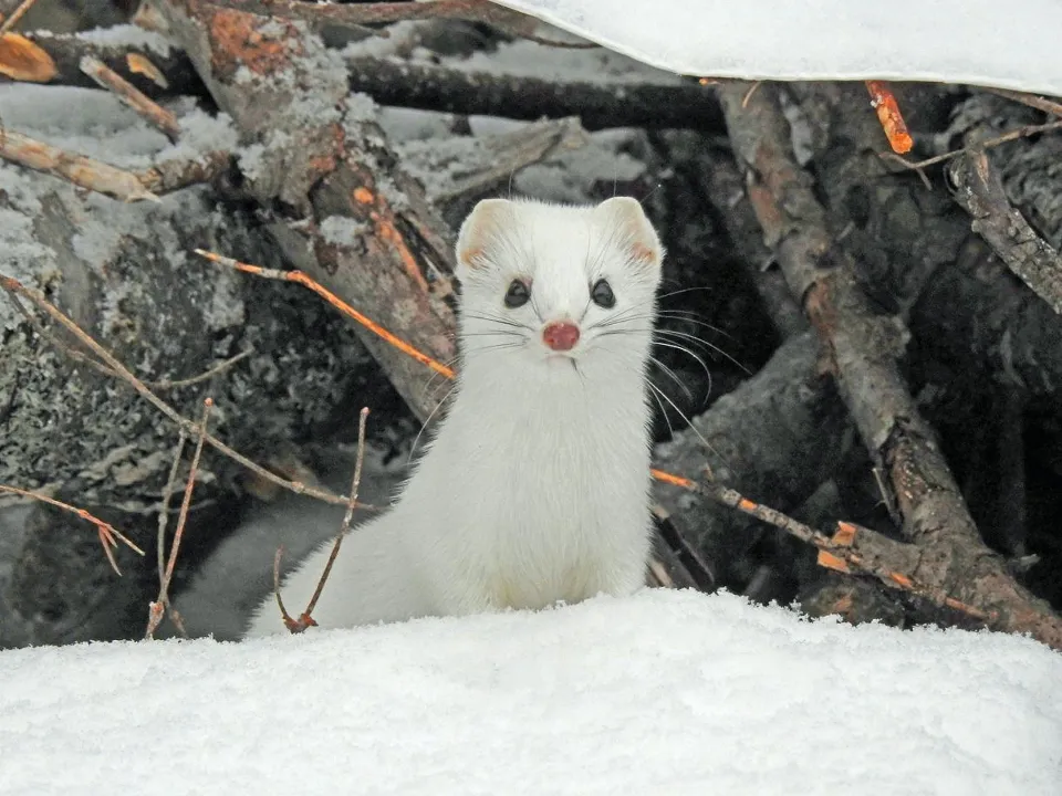 Фото: t.me/eco_tropicanal