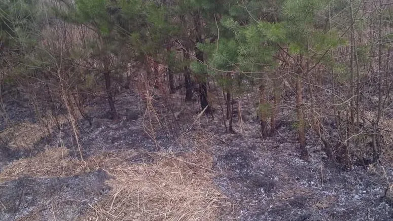 Фото: Комитет лесного хозяйства Московской области