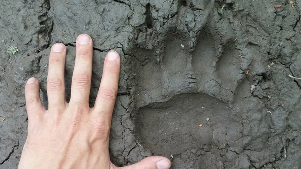 Фото: сommons.wikimedia/Levashkin