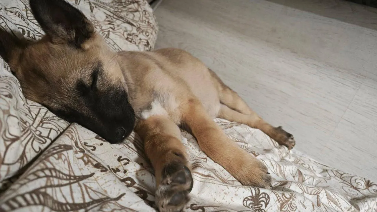 Одна из собак уже обрела дом в Русавкино-Романово. Фото Sergey Navrotsky