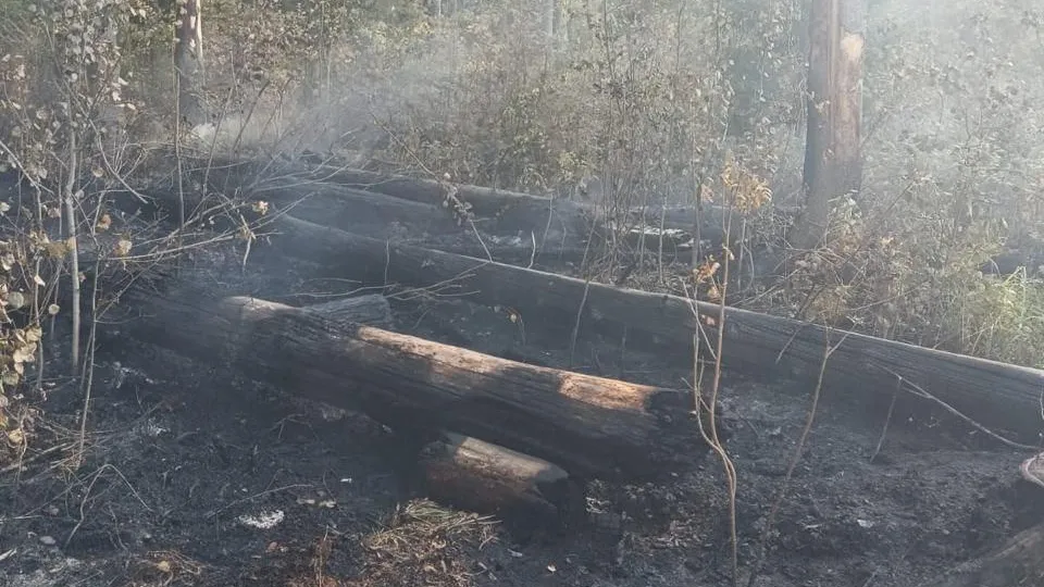 Фото: Комитет лесного хозяйства МО