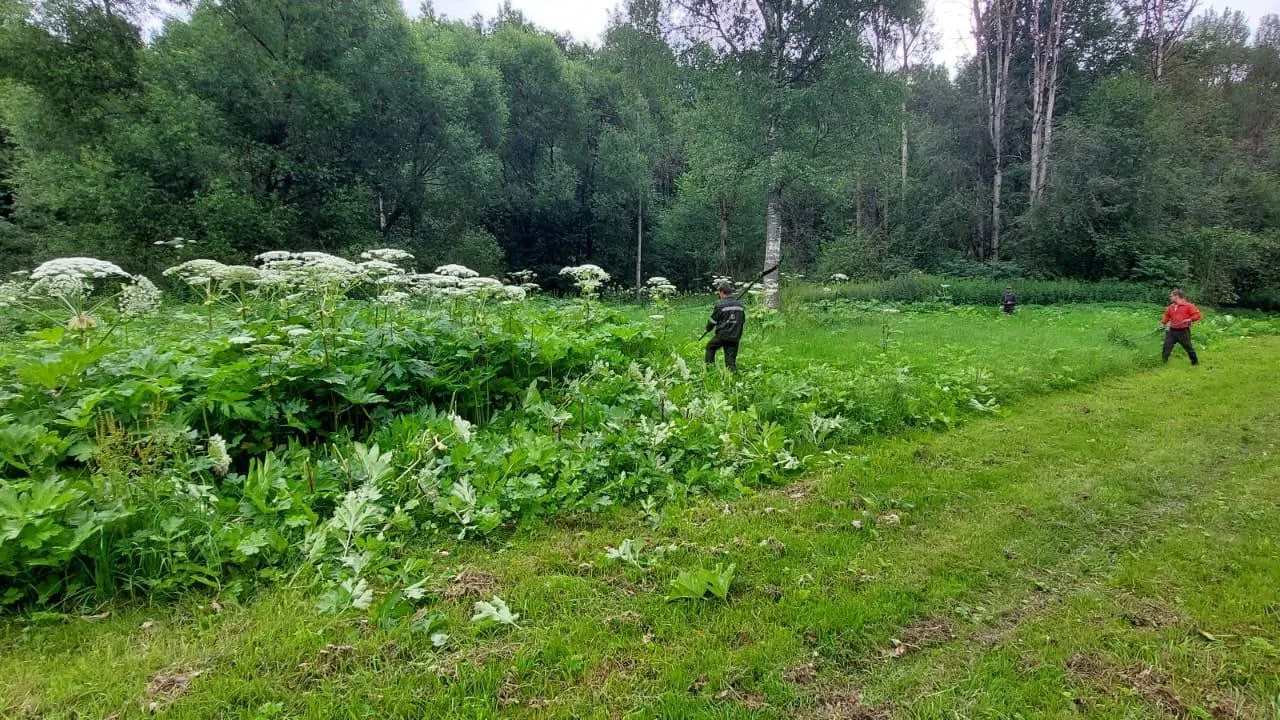Комитет лесного хозяйства Московской области