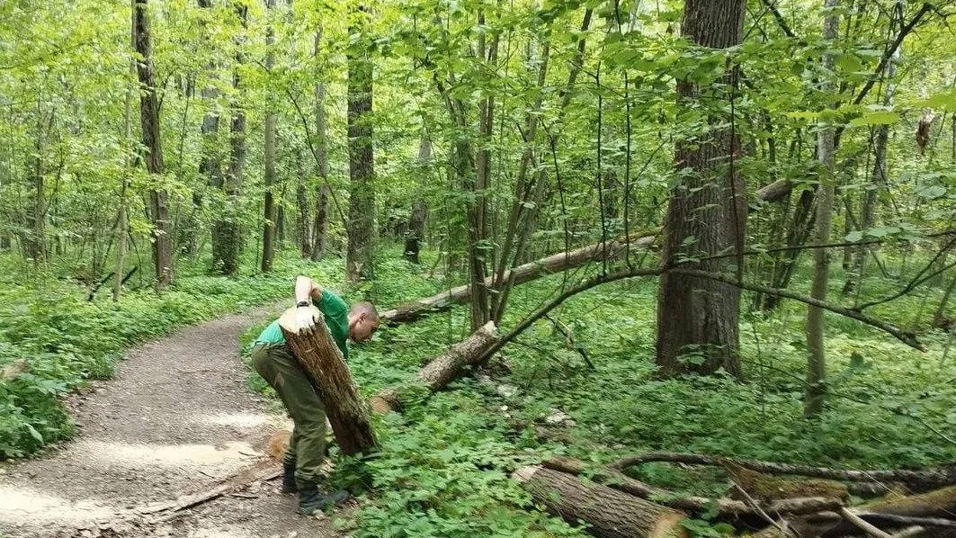 Фото: Комитет лесного хозяйства МО