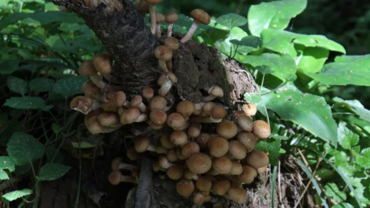 Фото: предоставлено Анастасией Широкой