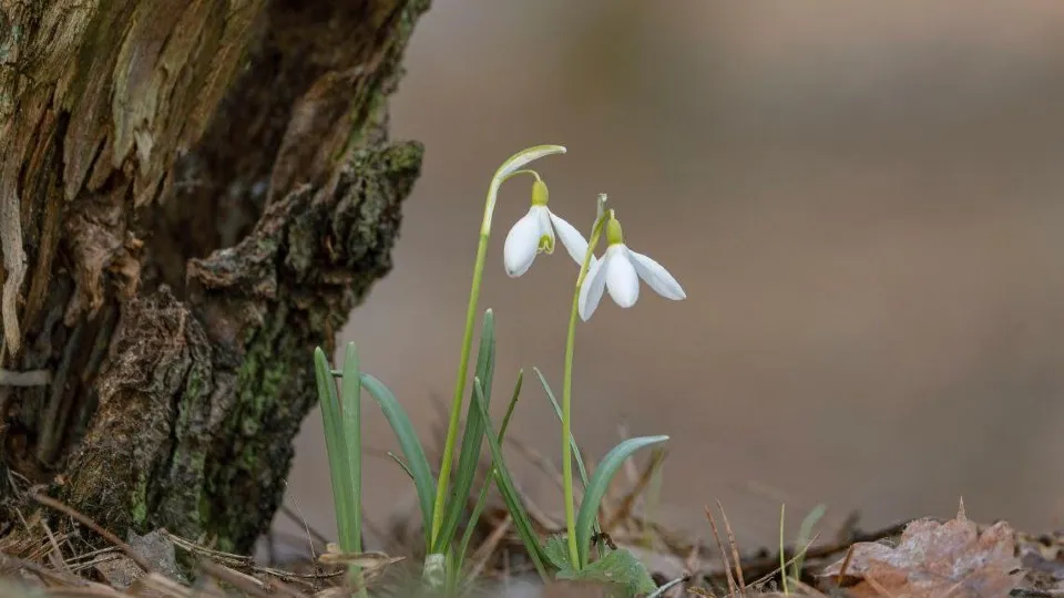 Фото: Андрей Киселев/Серебряные Пруды