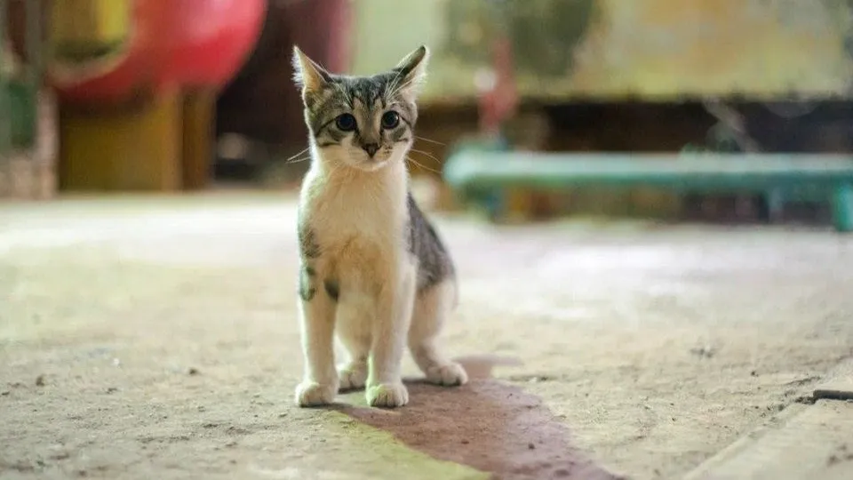 REGIONS/Наталия Надточая