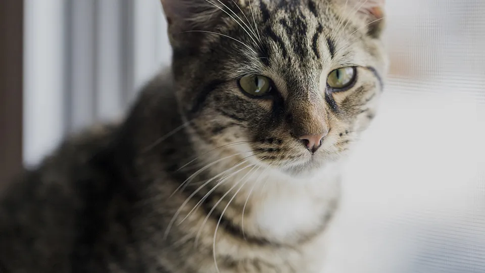 Фото: istockphoto.com/nstants